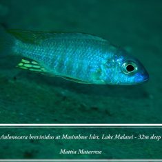 Aulonocara brevinidus