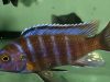 Iodotropheus sp. 'londo' Londo Bay