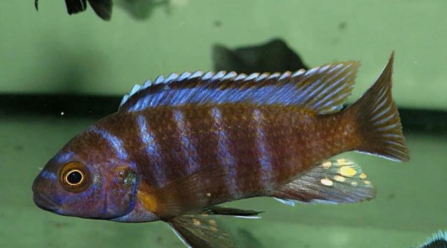 Iodotropheus sp. 'londo' Londo Bay