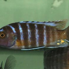 Iodotropheus sp. ‚londo‘