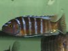 Iodotropheus sp. ‚londo‘