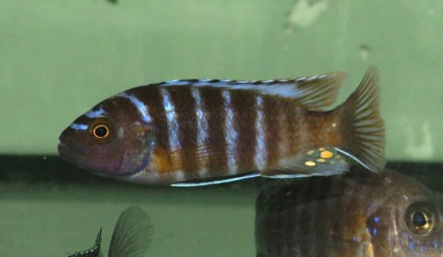 Iodotropheus sp. &#8218;londo&#8216;