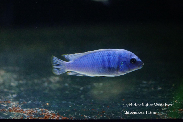 Labidochromis gigas Membe Island