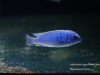 Labidochromis gigas Membe Island