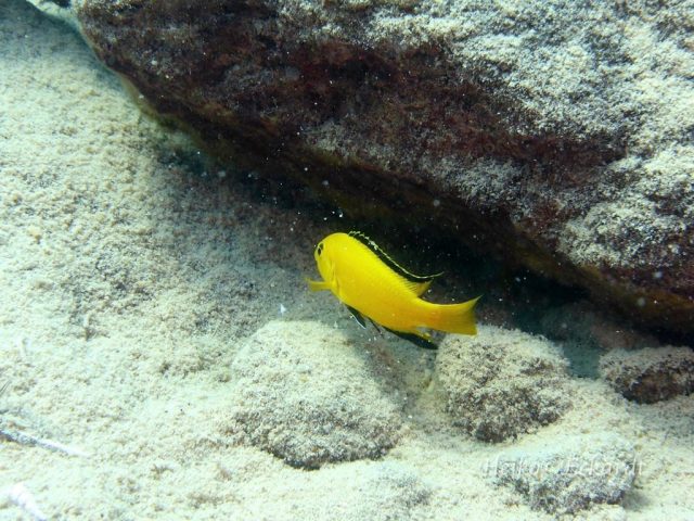 Labidochromis caeruelus Lion's Cove