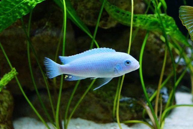 Metriaclima callainos Chidunga (samec)