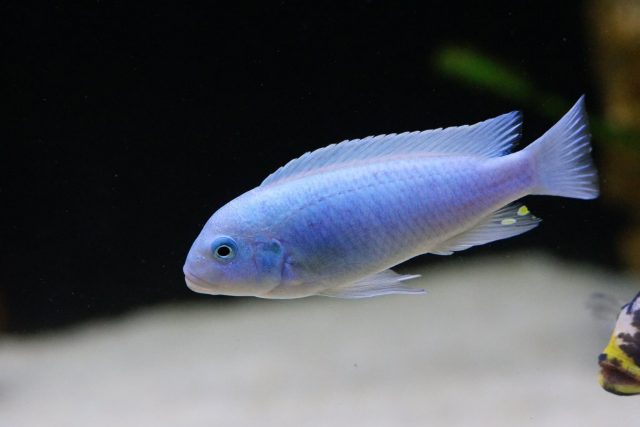 Metriaclima callainos Chidunga (samec)