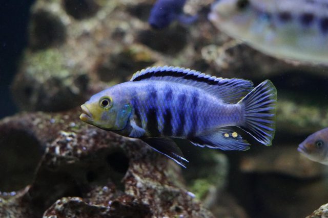Petrotilapia genalutea