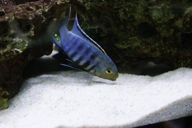 Petrotilapia genalutea Makokola Reef