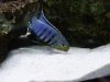 Petrotilapia genalutea Makokola Reef