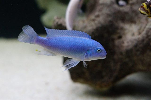 Metriaclima callainos Chidunga (samec)