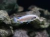 Metriaclima callainos Chidunga (samice)