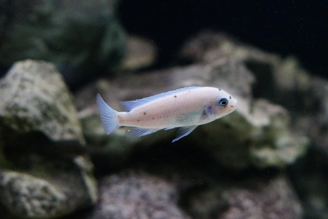 Metriaclima callainos Chidunga (samice)
