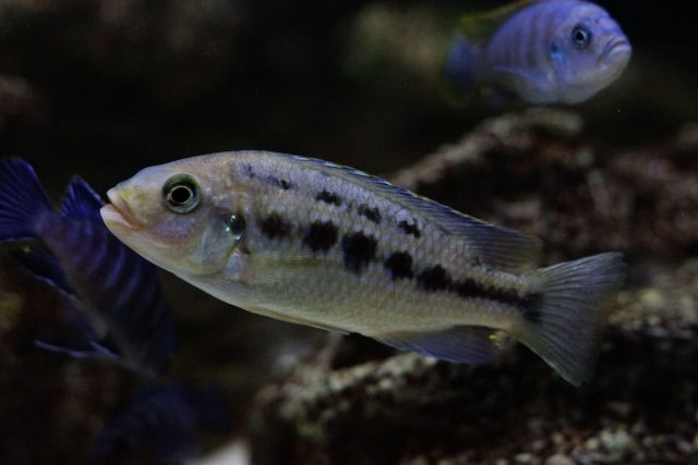 Petrotilapia genalutea Makokola Reef