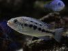 Petrotilapia genalutea Makokola Reef