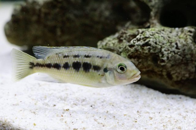 Petrotilapia genalutea Makokola Reef