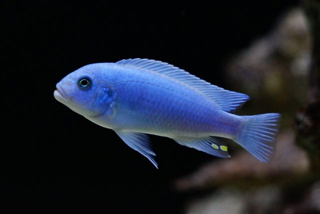 Metriaclima callainos Chidunga (samec)