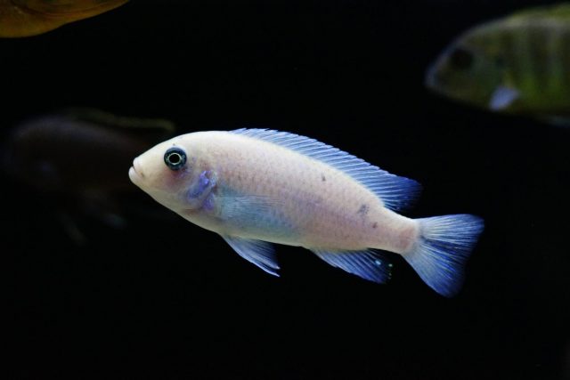 Metriaclima callainos Chidunga (samice)