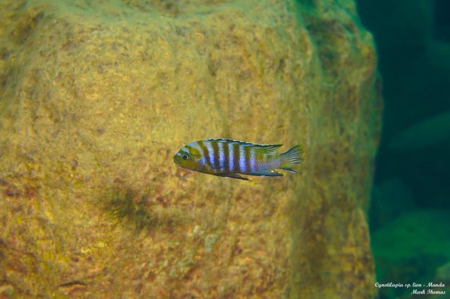 Cynotilapia sp. ‚lion‘