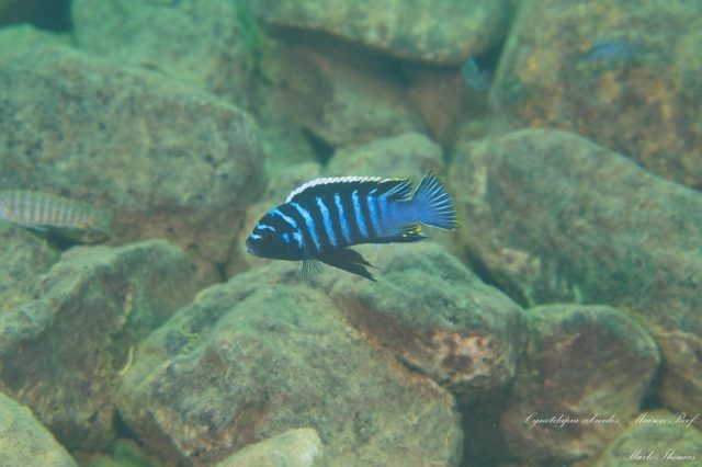 Cynotilapia zebroides