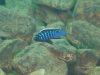 Cynotilapia zebroides