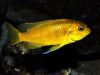 Tropheops sp. ,black dorsal' Luwala Reef (samice)