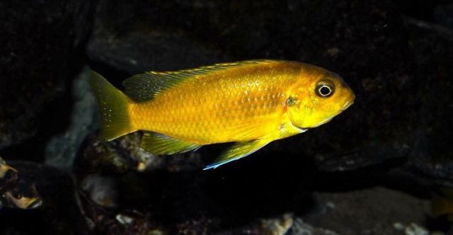 Tropheops sp. ,black dorsal' Luwala Reef (samice)
