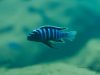 Cynotilapia zebroides