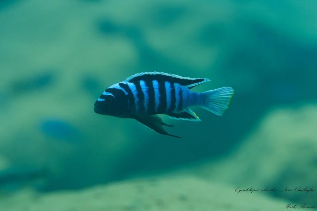 Cynotilapia zebroides