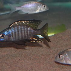 Aulonocara aquilonium