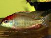 Lethrinops sp. 'red cap' Mdoka 
