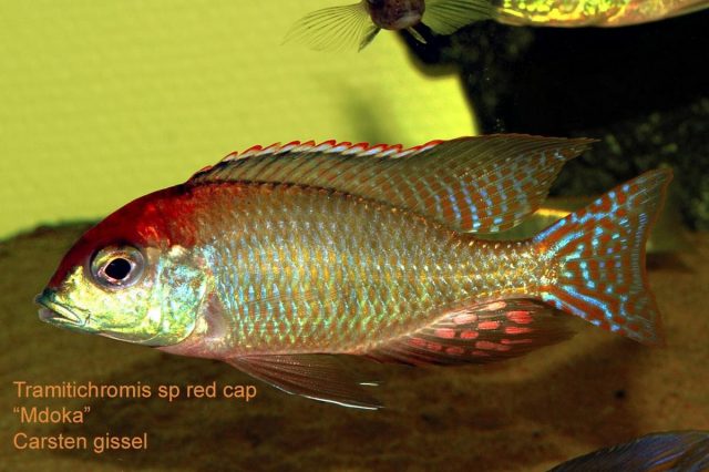 Lethrinops sp. 'red cap' Mdoka 