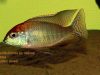 Lethrinops sp. 'red cap' Mdoka 