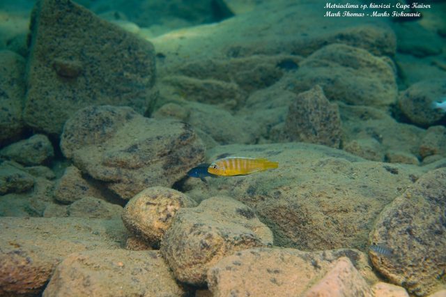 Metriaclima sp. ,kingsizei lupingu' (samec)