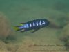 Metriaclima sp. 'elongatus chewere' Chewere (samec)