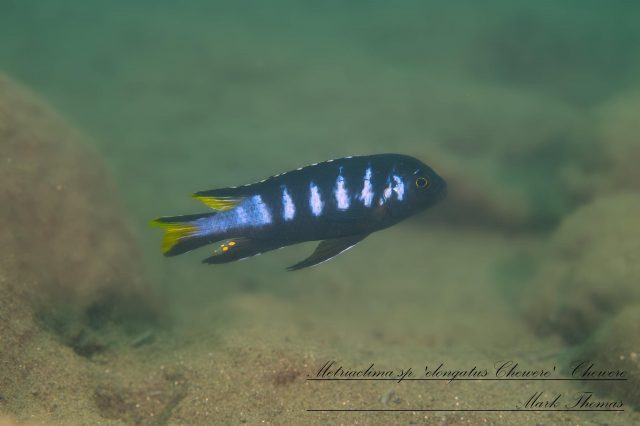 Metriaclima sp. 'elongatus chewere' Chewere (samec)