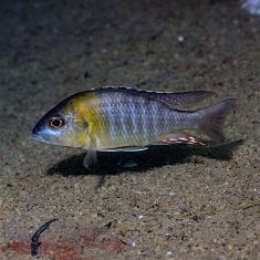 Aulonocara sp. ‚yellow collar‘