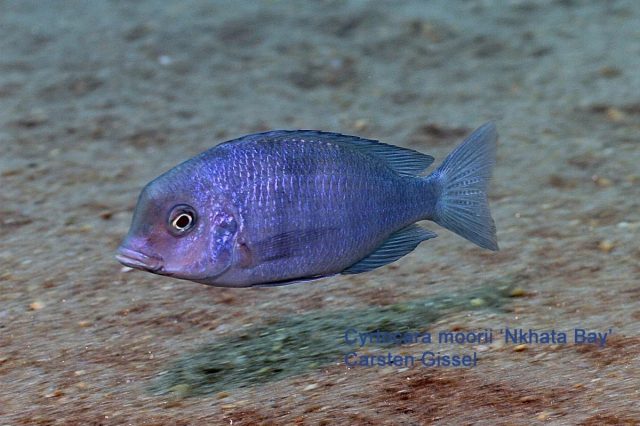 Cyrtocara moorii