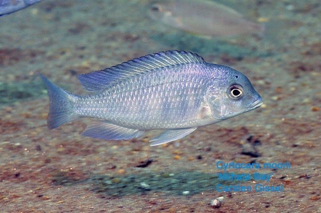 Cyrtocara moorii Nkhata Bay