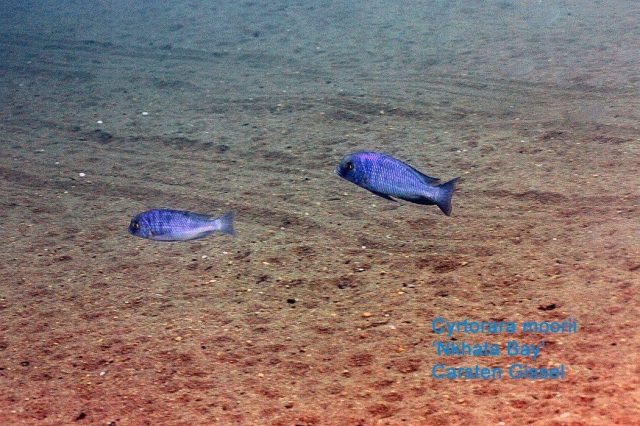 Cyrtocara moorii Nkhata Bay