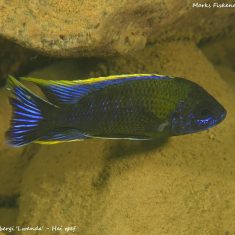 Aulonocara sp. ‚lwanda‘