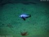 Copadichromis atripinnis