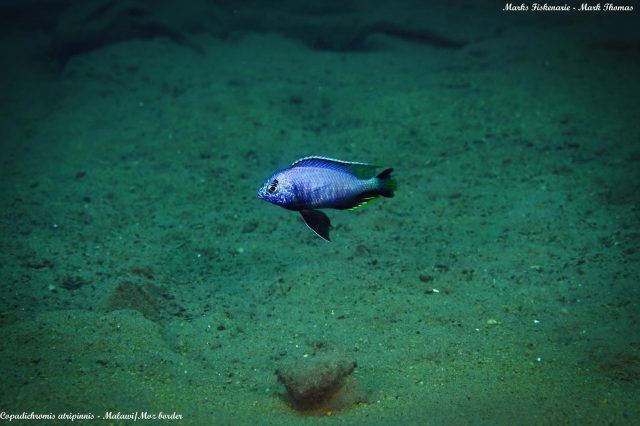 Copadichromis atripinnis
