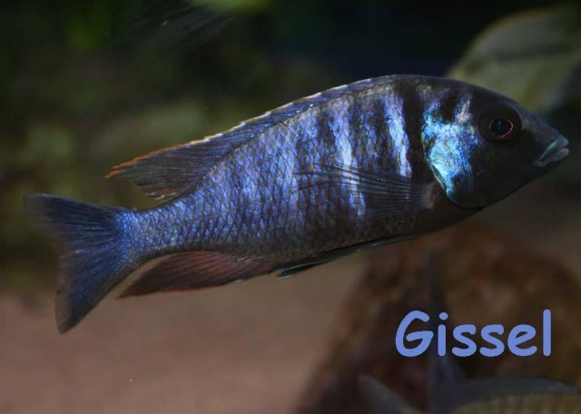 Placidochromis electra Gome
