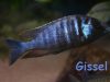 Placidochromis electra Gome