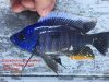 Copadichromis borleyi