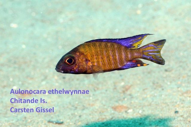 Aulonocara ethelwynnae Chitande Island (samec)
