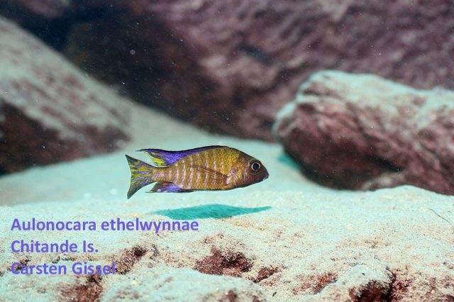 Aulonocara ethelwynnae Chitande Island (samec)
