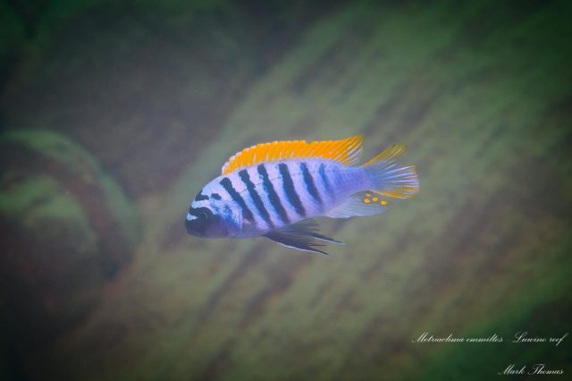 Metriaclima emmiltos
