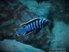 Cynotilapia zebroides